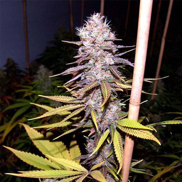Lavender feminizada de Soma Seeds