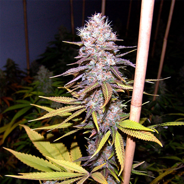 Lavender feminizada de Soma Seeds