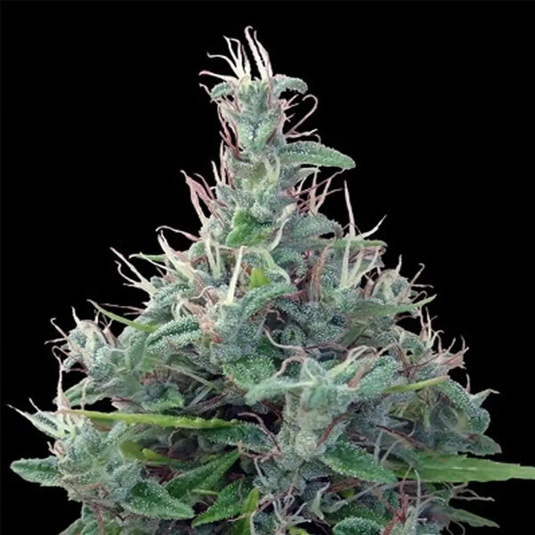 Lebanese regular de Ace Seeds