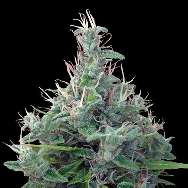 Lebanese regular de Ace Seeds