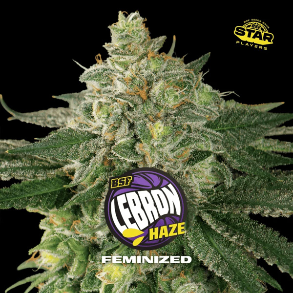 Lebron Haze feminizada de Bsf Seeds