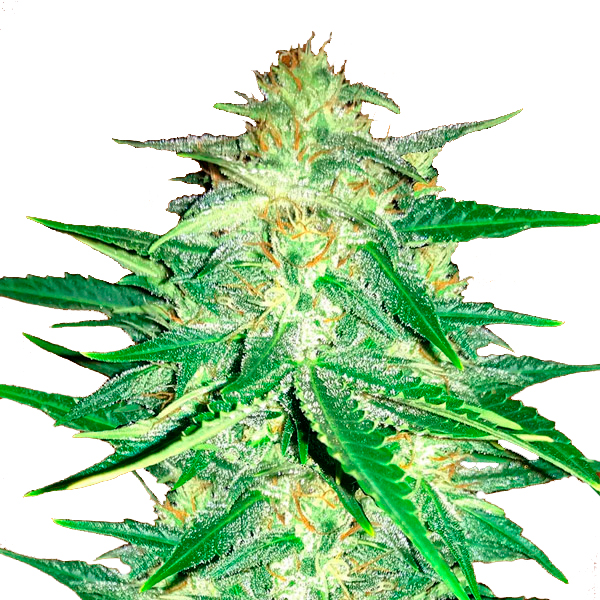 Lemon AK Auto de Fast Buds