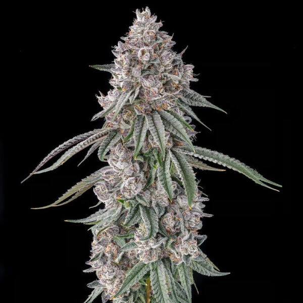 Lemon Chain : Lemon Gello X Mellowz #8 feminizada de Compound Genetics