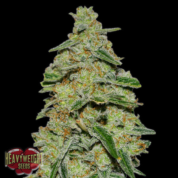 Lemon Cheescake feminizada de Heavyweight Seeds