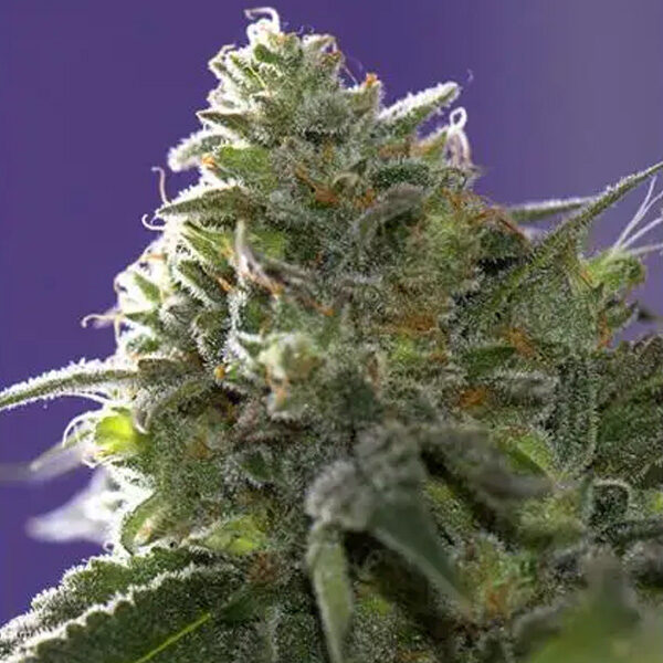 Lemon Cherry Gelato X Ice Cream feminizada de Vision Seeds