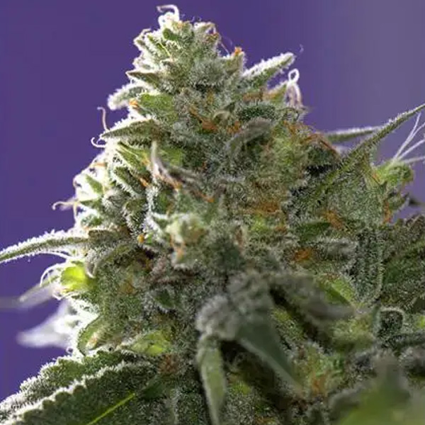 Lemon Cherry Gelato X Ice Cream feminizada de Vision Seeds