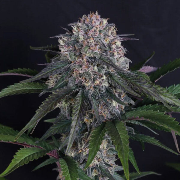 Lemon Cherry Sundae Auto de Fast Buds