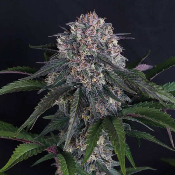 Lemon Cherry Sundae Auto de Fast Buds