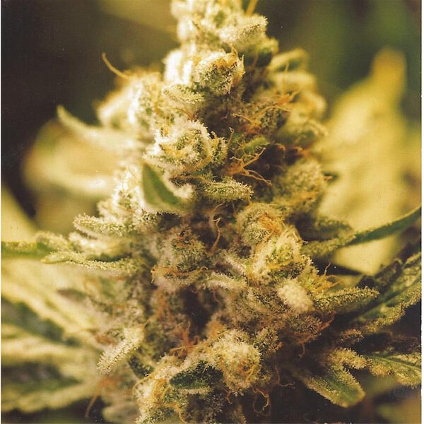 Lemon Kush feminizada de Female Seeds