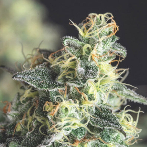 Lemon Larry OG feminizada de Pyramid Seeds