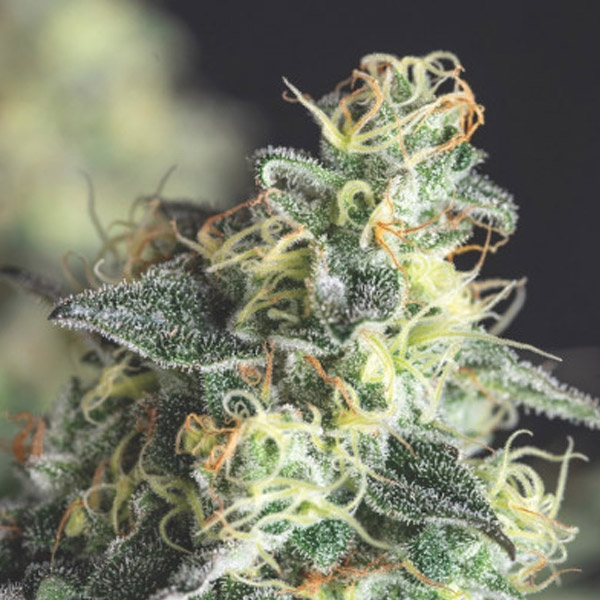 Lemon Larry OG feminizada de Pyramid Seeds