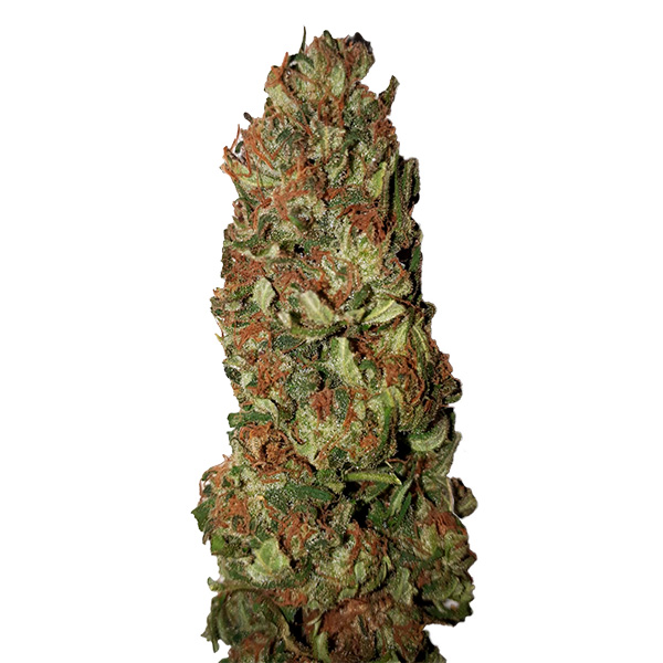Lemon Pie feminizada de Cbd+ Buds