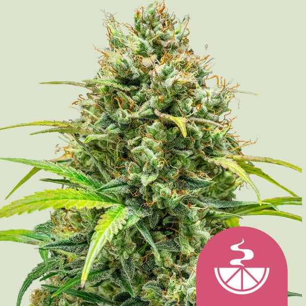 Lemon Skunk feminizada de Royal Queen