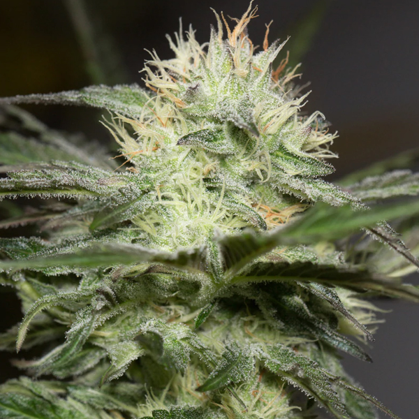 Lemon Sorbet feminizada de Silent Seeds