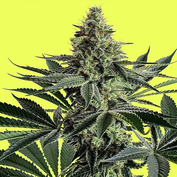 Lemon Storm feminizada de Pure Instinto