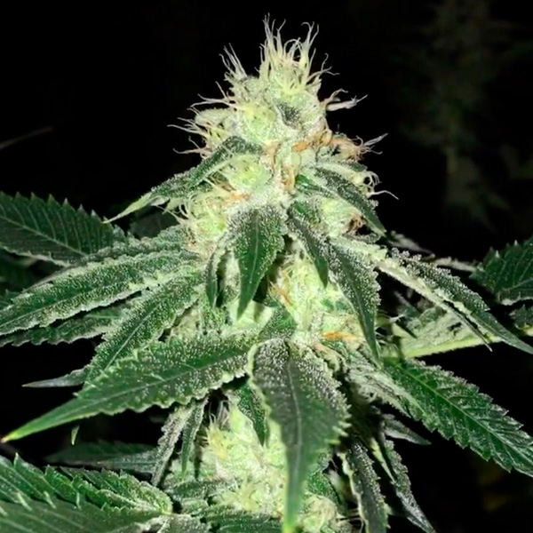Lemon Tart feminizada de The Cali Connection