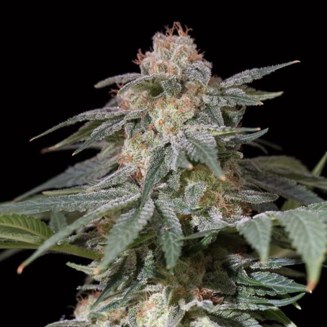 Lemon Tree Fast "by Lemon Tree" feminizada de Silent Seeds