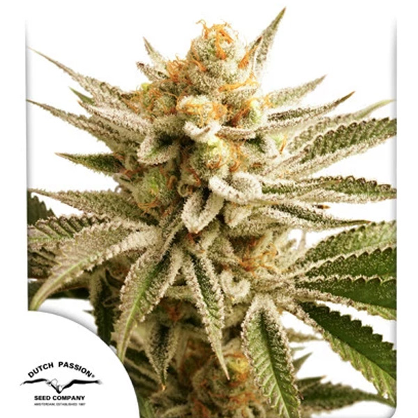 Lemon Z feminizada de Dutch Passion
