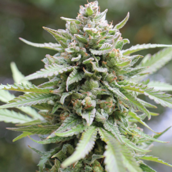 Lemongrass feminizada de Humboldt Seeds Company
