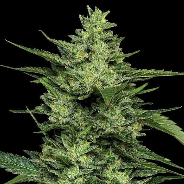 Limez feminizada de Humboldt Seeds Company