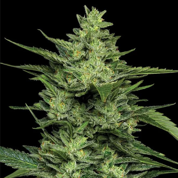 Limez feminizada de Humboldt Seeds Company