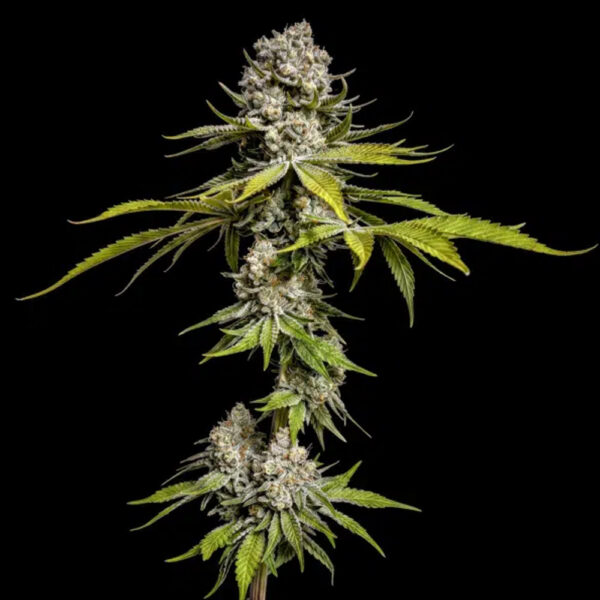 Limon De Azucar feminizada de World Breeders