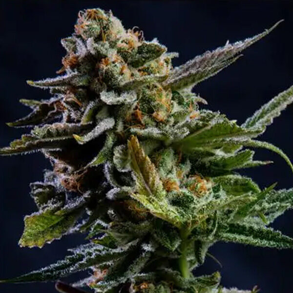Log Cabin feminizada de Vision Seeds