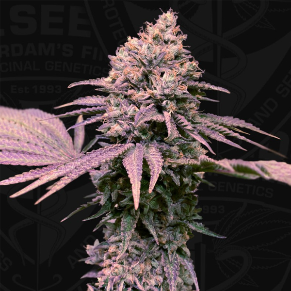 London Mint Cake feminizada de T.h. Seeds