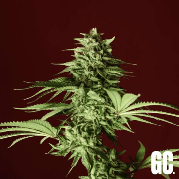 Lumpy's Fritter feminizada de Grand Cru Genetics