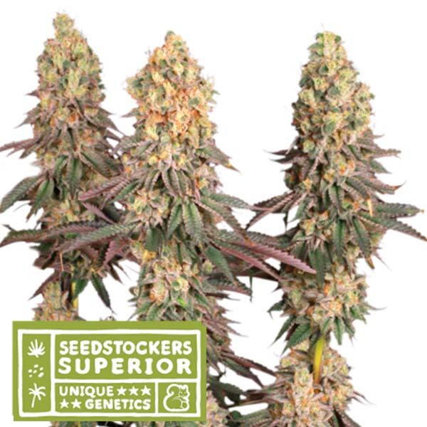Mack & Crack feminizada de Seedstockers
