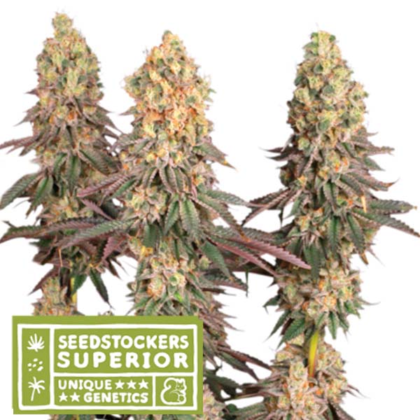 Mack & Crack feminizada de Seedstockers