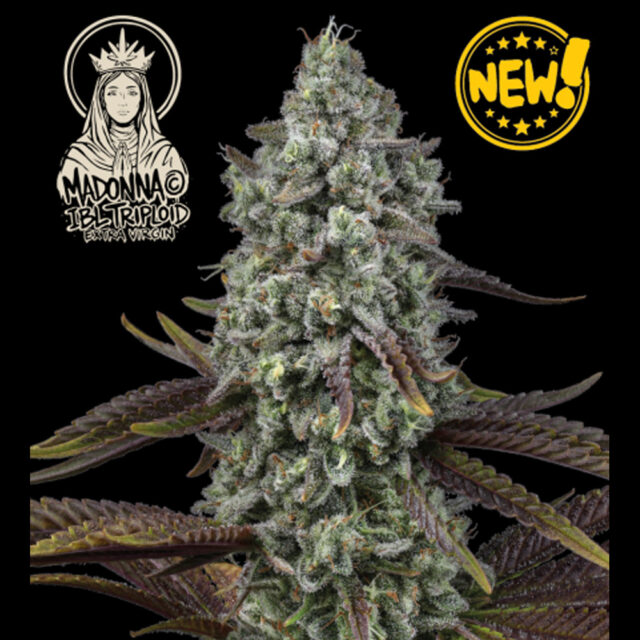 Madonna Triploid feminizada de Seedstockers