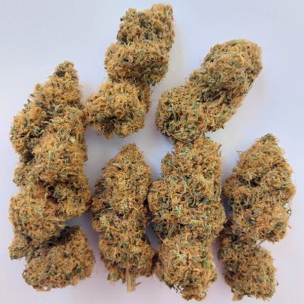 Magic Carrot feminizada de Ace Seeds