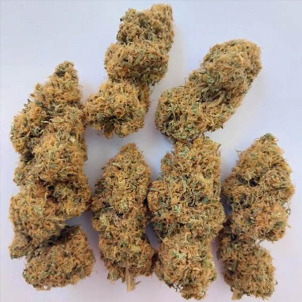 Magic Carrot regular de Ace Seeds