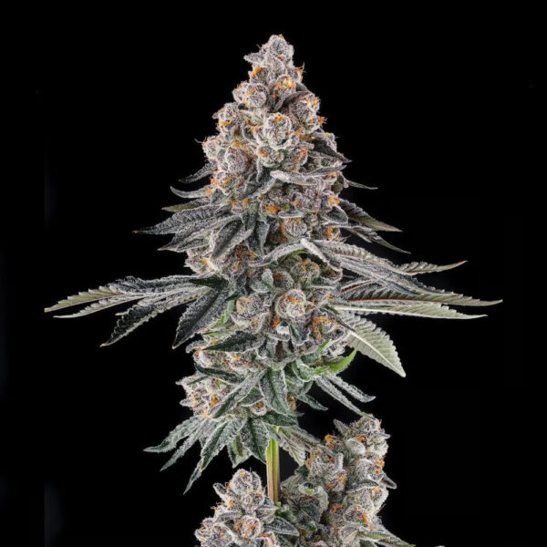 Mailbox Money : Glitter Bomb X Mellowz #8 feminizada de Compound Genetics