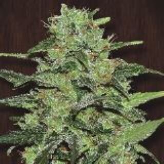 Malawi feminizada de Ace Seeds