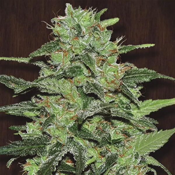 Malawi regular de Ace Seeds