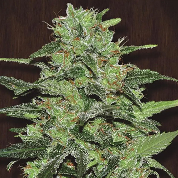 Malawi regular de Ace Seeds