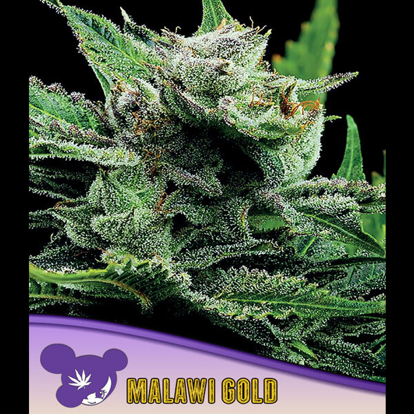 Malawi Gold feminizada de Anesia Seeds