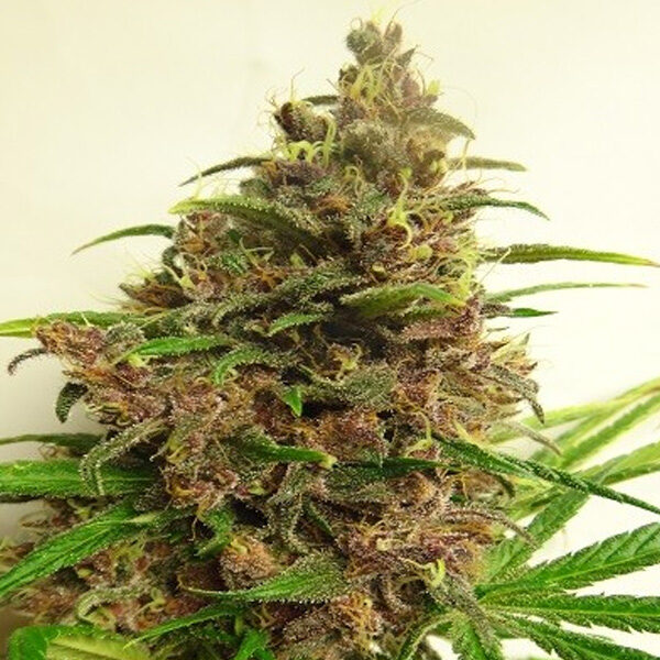 Malawi X Pck feminizada de Ace Seeds