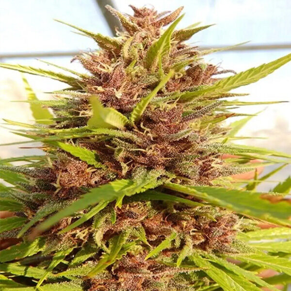 Malawi X Pck regular de Ace Seeds