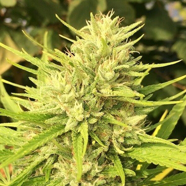 Malawi X Panama feminizada de Ace Seeds