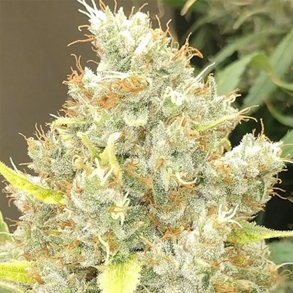 Malawi X Panama regular de Ace Seeds