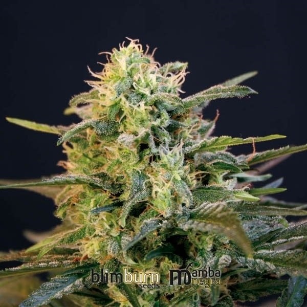 Mamba Negra feminizada de Blimburn Seeds