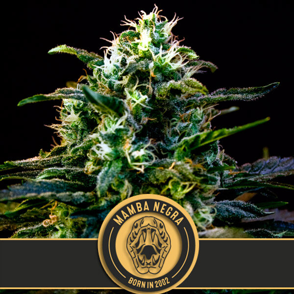 Mamba Negra CBD feminizada de Blimburn Seeds