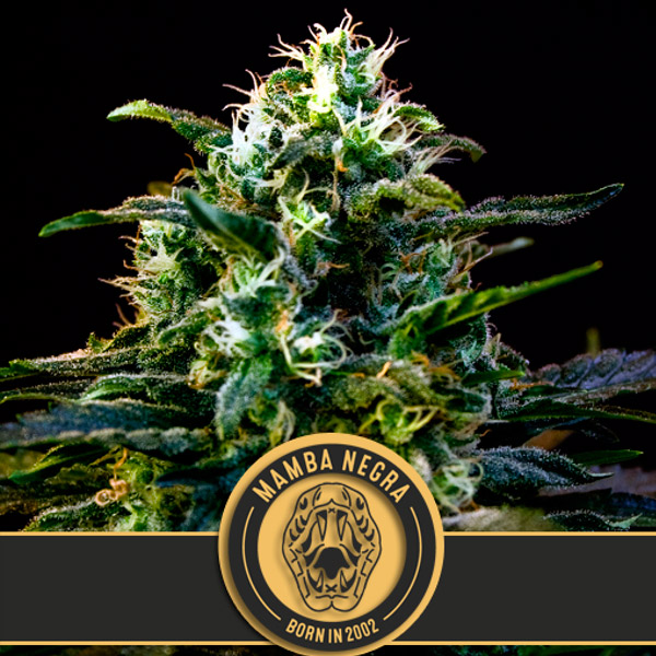 Mamba Negra CBD feminizada de Blimburn Seeds