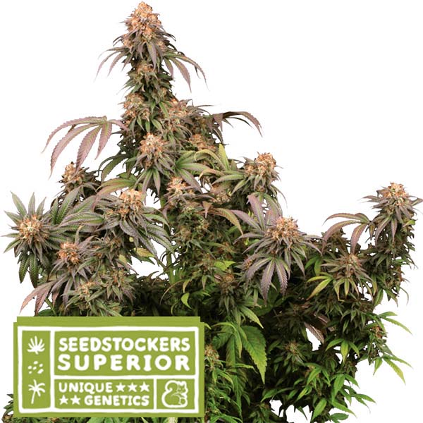 Mandarin Panties feminizada de Seedstockers