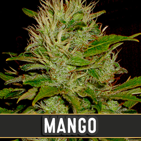 Mango feminizada de Blimburn Seeds