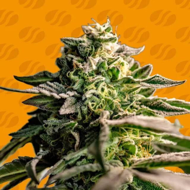 Mango Crack feminizada de Original Sensible Seeds