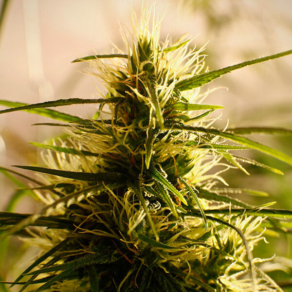 Mango Pepper regular de French Touch Seeds